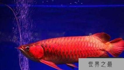 如何辨別紅龍魚血統(tǒng)真?zhèn)危喝绾伪鎰e紅龍魚的血統(tǒng)真?zhèn)? title=