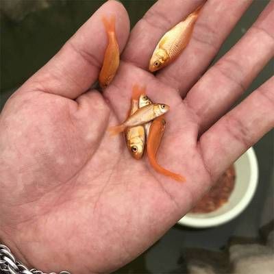 肇慶觀賞魚批發(fā)市場：肇慶觀賞魚批發(fā)市場地址 全國觀賞魚市場 第9張