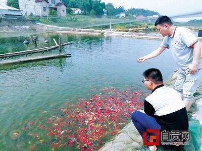 自貢觀賞魚批發(fā)市場：自貢市第一家觀賞魚市場——自貢市觀賞魚市場 全國觀賞魚市場 第2張