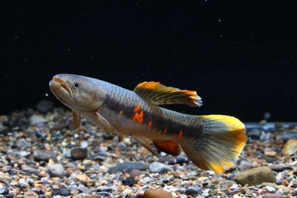 呼和浩特水族館：呼和浩特海洋生物種類和先進的展示技術(shù)吸引了眾多游客 全國觀賞魚市場 第12張