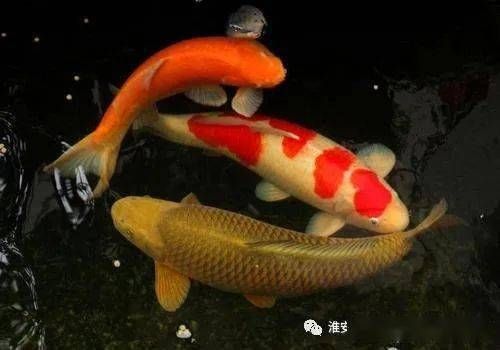 金龍魚 掛面：金龍魚掛面怎么做？ 水族問答 第1張