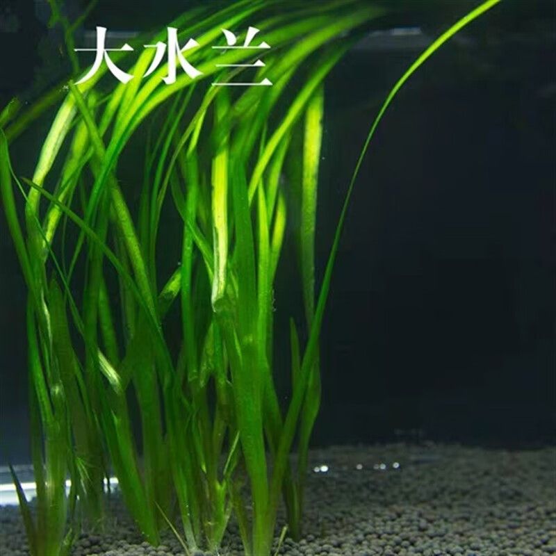 新寵之康魚(yú)缸怎么樣好用嗎：新寵之康魚(yú)缸過(guò)濾器 魚(yú)缸百科 第1張