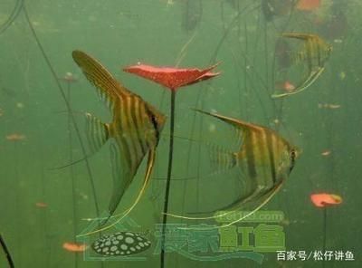 宜賓龍魚專賣店：宜賓賣魚缸的地方 全國觀賞魚市場 第3張