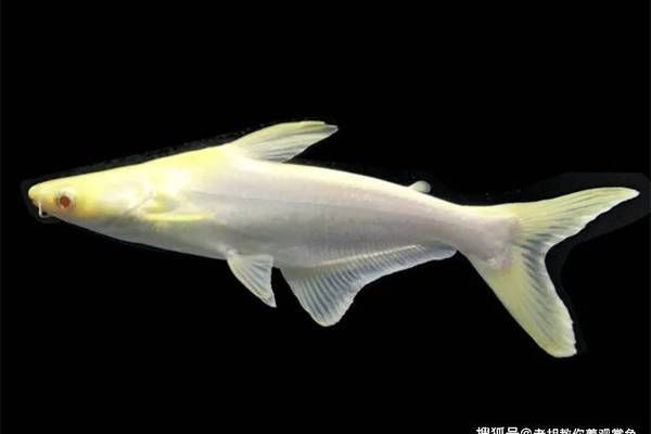 金龍魚 貴：關(guān)于金龍魚貴的問題 水族問答 第2張