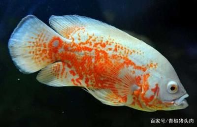 金龍魚 紅龍魚 水族問答 第2張