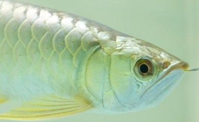 龍魚(yú)治療水霉病期間可以正常喂食嗎：在治療龍魚(yú)水霉病期間，飼養(yǎng)者需暫時(shí)停止喂食 龍魚(yú)百科 第2張