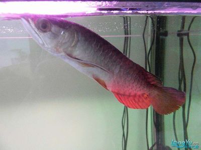 龍魚(yú)治療水霉病期間可以正常喂食嗎：在治療龍魚(yú)水霉病期間，飼養(yǎng)者需暫時(shí)停止喂食 龍魚(yú)百科 第4張