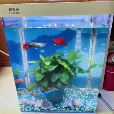 金龍魚 活體：關于金龍魚的幾個疑問 水族問答 第1張