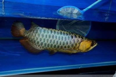 金龍魚 加盟：如何成為金龍魚加盟商？ 水族問答 第1張