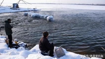 金龍魚 介紹：金龍魚是一種什么類型的魚？ 水族問答 第1張