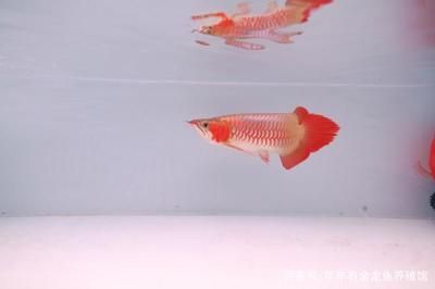 紅龍魚(yú)魚(yú)缸尺寸是多少米：紅龍魚(yú)魚(yú)缸尺寸 紅龍魚(yú)百科 第2張