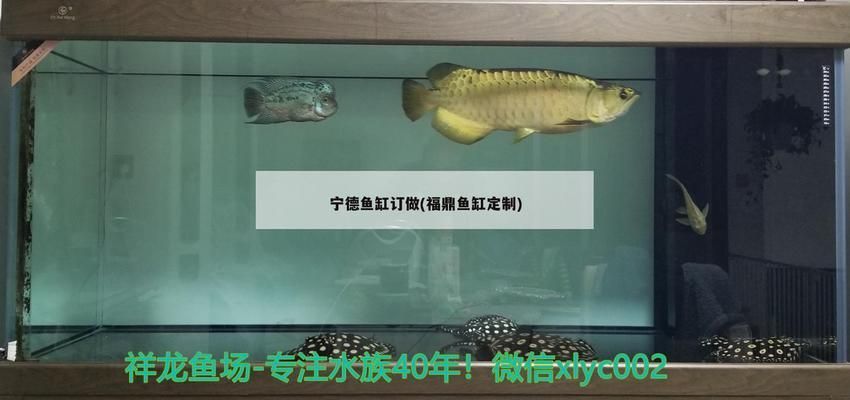 寧德魚缸批發(fā)市場：寧德哪里有魚缸買賣店 全國觀賞魚市場 第3張