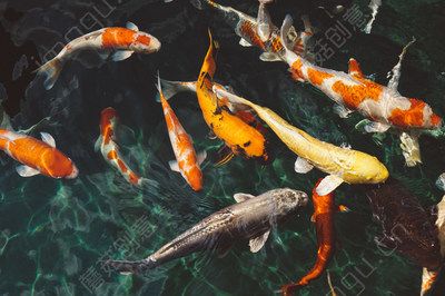 金龍魚 肉食：關(guān)于金龍魚的幾個疑問句 水族問答 第2張