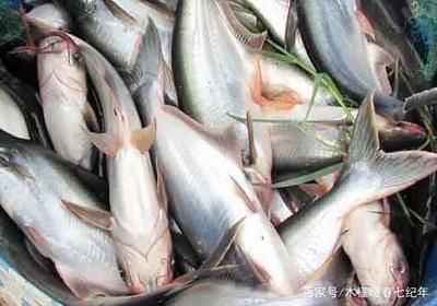 金龍魚 食物：金龍魚在人工飼養(yǎng)中會面臨哪些健康問題，需要準備哪些條件 水族問答 第2張