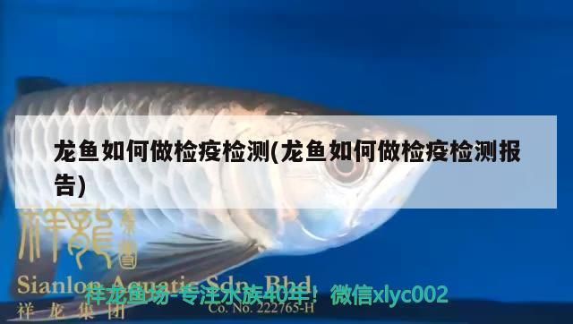 龍魚用檢疫嗎：龍魚檢疫后如何養(yǎng)護(hù) 龍魚百科 第5張