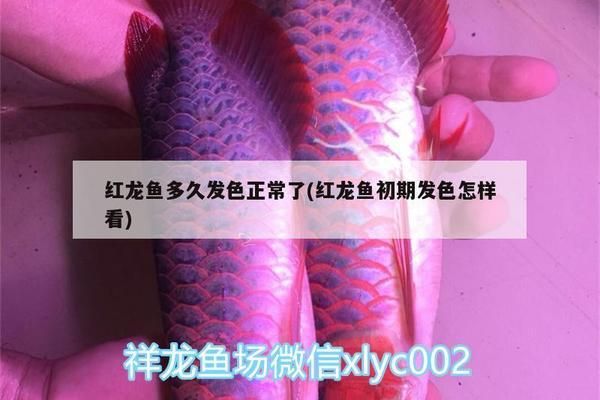 駐馬店龍魚專賣店：駐馬店市魚缸市場 全國觀賞魚市場 第13張