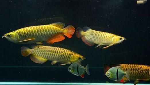 紅龍魚沉頭是怎么回事：如何預防紅龍魚沉頭 紅龍魚百科 第4張