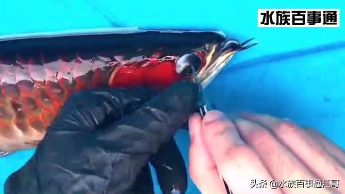 龍魚割雙眼皮視頻：關(guān)于“龍魚割雙眼皮”的視頻是不存在的，龍魚割雙眼皮是不存在的 龍魚百科 第1張