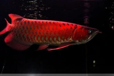 血紅龍魚(yú)價(jià)格多少錢(qián)一條啊：血紅龍魚(yú)價(jià)格在中國(guó)市場(chǎng)大約是120美元至450美元一條