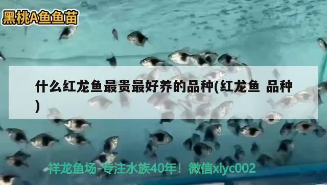 什么樣的紅龍魚最好養(yǎng)：最好養(yǎng)的紅龍魚品種介紹 紅龍魚百科 第4張