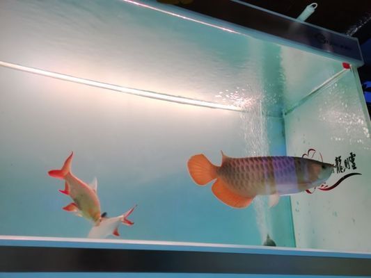 內(nèi)江水族批發(fā)市場 全國觀賞魚市場 第2張