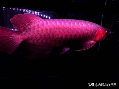 龍魚缸怎么布置風(fēng)水好：龍魚缸如何布置風(fēng)水 魚缸百科 第4張