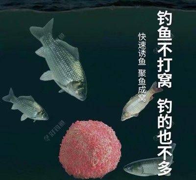 魚缸里的魚聚在一起是什么意思?。簽槭裁呆~缸里的魚聚在一起 魚缸百科 第5張