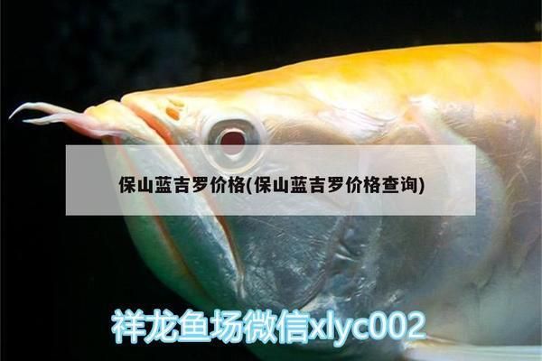 保山龍魚專賣店：保山保山龍魚專賣店 全國觀賞魚市場(chǎng) 第1張