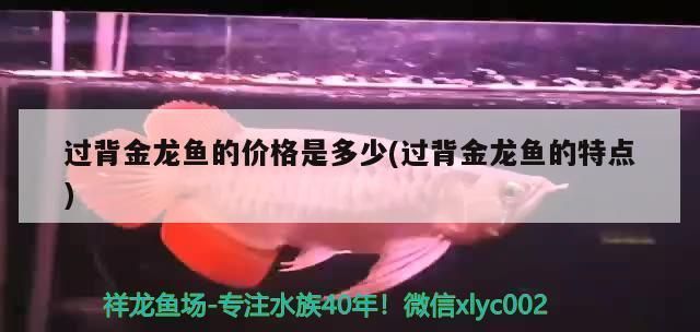 過背金龍魚10多斤：過背金龍魚10多斤重的過背金龍魚市場價格信息 金龍魚百科 第2張