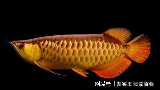 龍魚割雙眼皮：割雙眼皮手術(shù)的風(fēng)險有哪些？ 龍魚百科 第5張