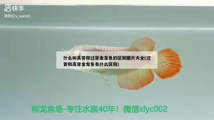 什么叫過(guò)背金龍魚圖片：過(guò)背金龍魚與紅龍魚區(qū)別如何辨別過(guò)背金龍魚品質(zhì) 金龍魚百科 第2張