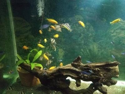 雙鴨山觀賞魚批發(fā)市場：雙鴨山水族批發(fā)市場在哪里(雙鴨山水族批發(fā)市場 全國觀賞魚市場 第3張