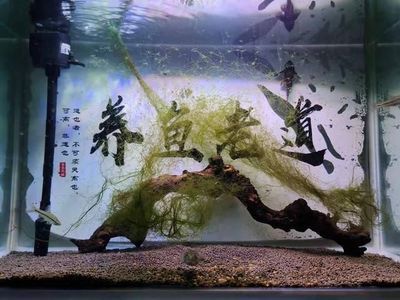 濰坊水族批發(fā)市場(chǎng) 全國觀賞魚市場(chǎng) 第3張