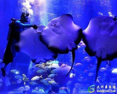 開(kāi)封水族館：開(kāi)封旅游攻略 全國(guó)觀賞魚(yú)市場(chǎng) 第3張