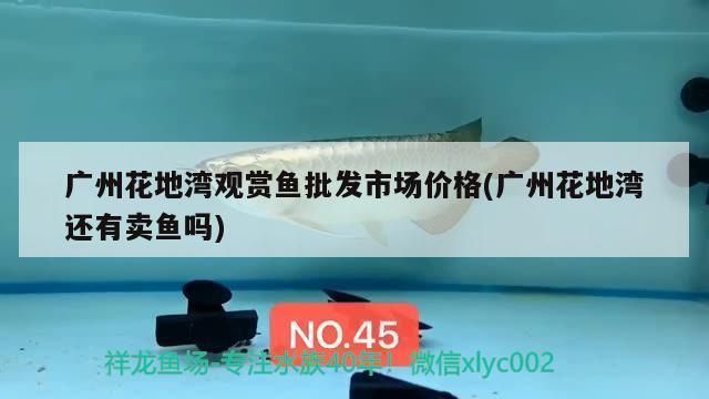 大理白族自治州觀賞魚批發(fā)市場：全國最大觀賞魚批發(fā)市場 全國觀賞魚市場 第3張