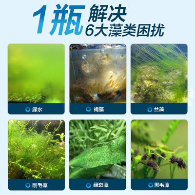 水族箱除苔素使用指南：水族箱中的青苔問題是一個常見問題是一個常見問題 龍魚百科 第2張