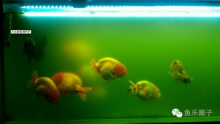 金龍魚150克掛面：金龍魚150克掛面怎么做？ 水族問答 第1張