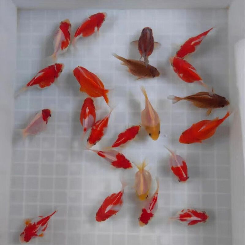 金龍魚(yú)150元套餐：購(gòu)買金龍魚(yú)150元套餐是否劃算？ 水族問(wèn)答 第2張