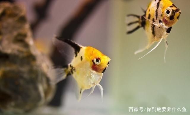 魚(yú)缸水質(zhì)檢測(cè)最佳時(shí)間：魚(yú)缸水質(zhì)檢測(cè)最佳時(shí)間通常是在一天中的不同時(shí)間段進(jìn)行 魚(yú)缸百科 第4張