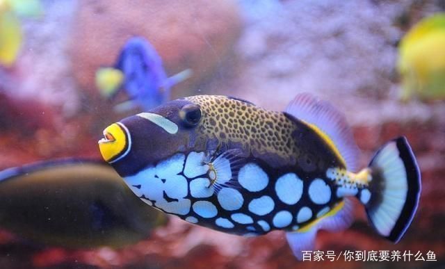 魚(yú)缸水質(zhì)檢測(cè)最佳時(shí)間：魚(yú)缸水質(zhì)檢測(cè)最佳時(shí)間通常是在一天中的不同時(shí)間段進(jìn)行 魚(yú)缸百科 第3張