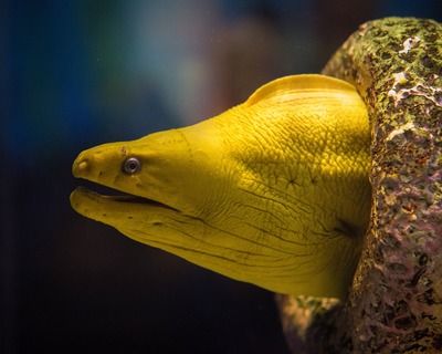 湘潭水族批發(fā)市場：湘潭魚缸批發(fā)市場 全國觀賞魚市場 第1張