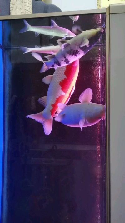 湘潭水族批發(fā)市場：湘潭魚缸批發(fā)市場 全國觀賞魚市場 第4張