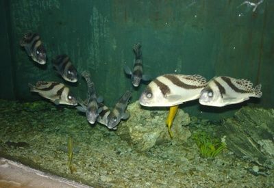 大慶水族館：大慶市薩爾圖區(qū)藍(lán)世界爽爽水族館及藍(lán)世界爽爽水族館 全國觀賞魚市場 第3張