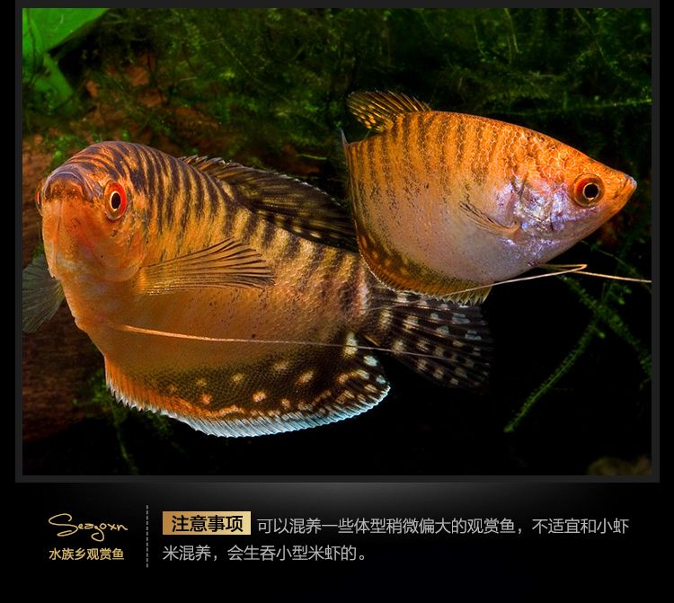 龍魚(yú)可以和曼龍魚(yú)混養(yǎng)嗎：龍魚(yú)和曼龍魚(yú)混養(yǎng)的成功案例