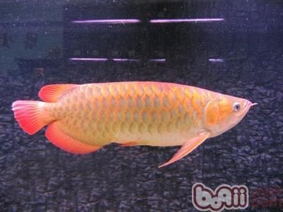 龍魚容易養(yǎng)死嗎為什么：龍魚容易死亡的原因 龍魚百科 第1張