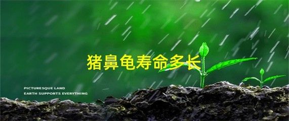 家養(yǎng)豬鼻龜能長(zhǎng)多大：豬鼻龜最大能長(zhǎng)多大 豬鼻龜百科 第1張