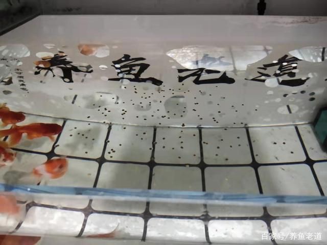 金龍魚20cm魚苗吃什么：20cm的金龍魚幼苗應該吃什么，金龍魚幼苗的飲食指南 水族問答 第2張