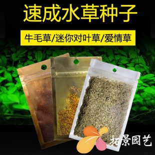 魚缸彩葉草圖片欣賞：魚缸彩葉草圖片欣賞詳情 魚缸百科 第3張