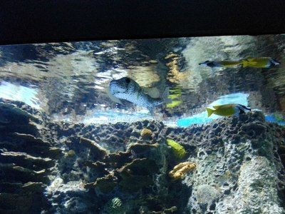 晉中水族館：晉中水族館特色海洋生物介紹晉中水族館特色海洋生物介紹 全國觀賞魚市場 第2張