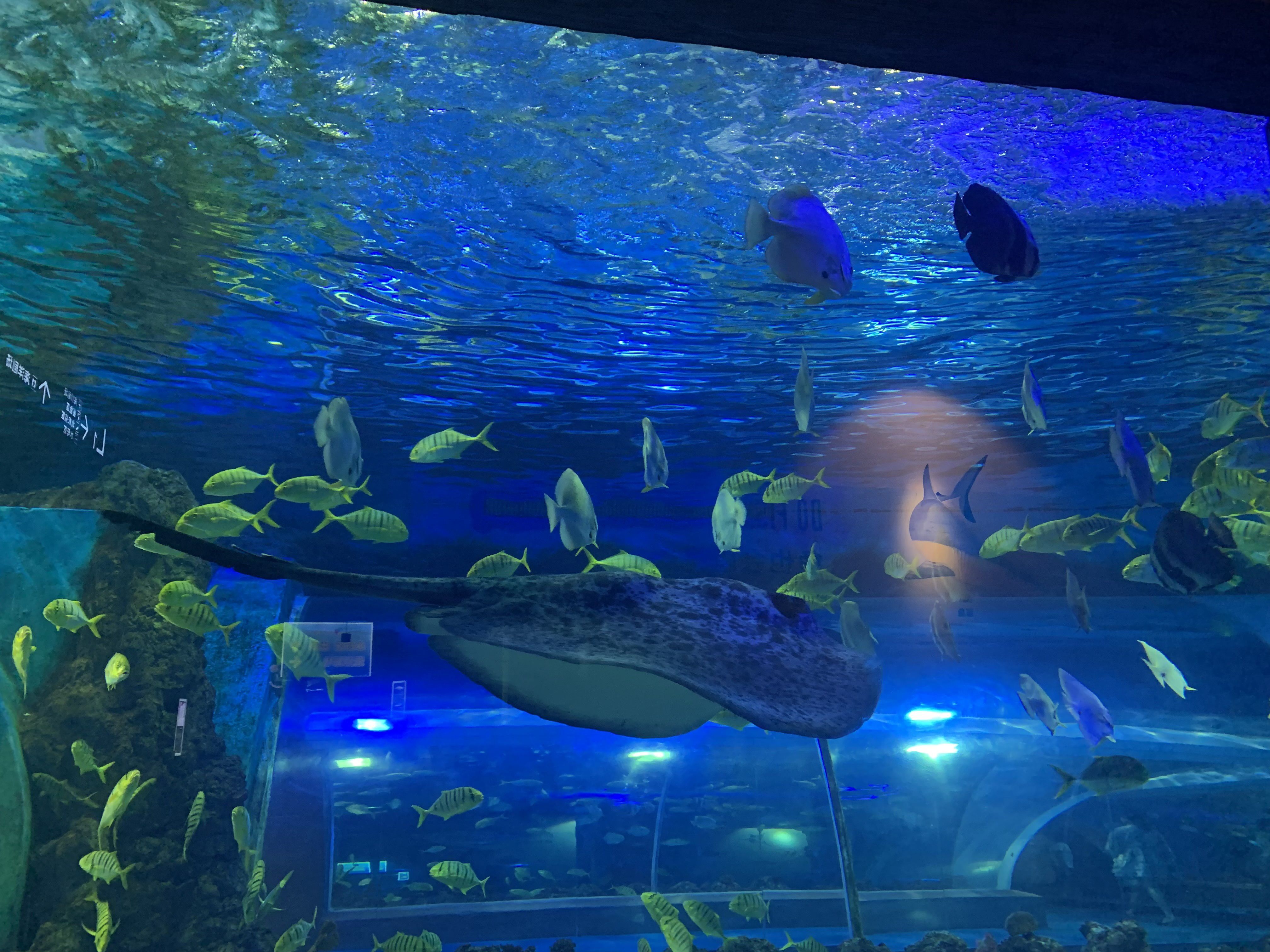 晉中水族館：晉中水族館特色海洋生物介紹晉中水族館特色海洋生物介紹 全國觀賞魚市場 第1張